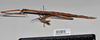 CollectionObject 1558581; 5094e634-967d-4141-83cf-733a7e174ce9: copyright NTUC. female, lateral view (syntype). (CollectionObject).;CollectionObject 1558582; 20db8149-d18d-4462-8167-11f604b61075: copyright NTUC. female, lateral view (syntype). (CollectionObject).