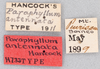 CollectionObject 1523000; a71228cf-16a3-440a-ba4f-f900e7f3707e: labels (holotype). (CollectionObject).