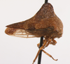 Habitus, lateral view: !! display not done !! on Telamona tarda Ball, 1925: (Observation).