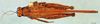 CollectionObject 1505189; a48f3319-4183-4f33-a2e8-29a1bb11c6d9, DORSA D061XF02: female, dorsal view (syntype). (CollectionObject).