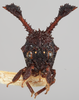 Head: !! display not done !! on Centrochares foliata Funkhouser, 1929: (Observation).