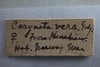 Other: !! display not done !! on Carynota vera Goding, 1895: (Observation).
