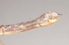 CollectionObject 1561924; NHMUK(SF IMPORT DUPLICATE) 844827, bc8db473-e88c-473e-8bf4-53f35d8c9888: copyright Natural History Museum, London. female: end of abdomen, lateral view of Necroscia atricoxis (holotype). (CollectionObject).