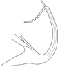 Aedeagus, lateral view on Edwardsiana soror (Linnavuori, 1950): Aedeagus, lateral view (after Anufriev). (Observation).