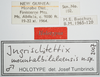 CollectionObject 1567148; de4e26d7-965f-4666-a0e6-3cb85f71275f: male, labels (holotype). (CollectionObject).