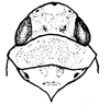 Head: !! display not done !! on Neocoelidia candida Ball, 1909: Head, pronotum and mesonotum, dorsal view. (Observation).