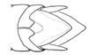 Aleuas paranensis Carbonell, 2008: Fig. 26C. male abdomen tip, dorsal view. (Otu).