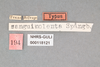 Other: !! display not done !! on Ponana (Ponana) sanguinolenta (Spångberg, 1878): (Observation).