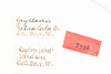 CollectionObject 1531235; e6fad094-bd9a-4131-831a-a5e489ace390: male, labels (holotype). (CollectionObject).