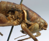 CollectionObject 1517228; 5d00810c-f3ae-4531-8c2f-1d8f5f79cb67: female pronotum, lateral view (syntype or lectotype). (CollectionObject).
