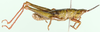 Parasphena elgonensis Sjöstedt, 1933: male, lateral view. (Otu).
