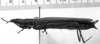 CollectionObject 1565618; c29b2a45-da21-450b-9d39-61b766361697: Image Carbonell, C.S. female, lateral view. (CollectionObject).