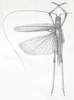 Homalaspidia laeta (Brunner von Wattenwyl, 1895): male. (Otu).