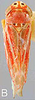 Habitus, dorsal view: !! display not done !! on Neozygina apacha (Baker, 1925): Habitus. (Observation).