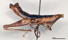 CollectionObject 1535509; 0d6b3998-1deb-4d19-a4ac-c6d7dac9d604: male, lateral view (holotype). (CollectionObject).
