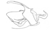 Dichroplus schulzi Bruner, 1906: Fig. 14. male, cingulum and endophallus, lateral view. (Otu).