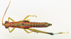 CollectionObject 1571065; 211c1626-22b1-4845-894a-3bc13149b1dd: female, dorsal view (paratype). (CollectionObject).