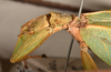 CollectionObject 1557807; 3cdee121-930a-471d-953a-90ed85349d12: copyright UMO. female head & thorax, lateral view (syntype). (CollectionObject).;CollectionObject 1557808; 847219de-857b-47ba-9092-e802aa581c6b: copyright UMO. female head & thorax, lateral view (syntype). (CollectionObject).