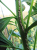 oviposition holes on goldenrod. Depicts Oecanthus nigricornis Walker, 1869, an Otu.