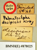 Eurycotis decipiens (Kirby, 1903): Holotype, unsexed, labels. BMNH(E)#878025. (Otu).