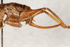 CollectionObject 1475002; 0c7dc88e-84d3-455e-a200-7f087d2be611: female, lateral view (syntype). (CollectionObject).