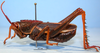 CollectionObject 1514662; 22770dc8-9b2e-456c-a0d8-ee719855dc3a, MLP0057/1-3: male, lateral view (paratype). (CollectionObject).