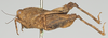 CollectionObject 1580738; bb4e62cc-ace3-4680-be45-32d7c9242824: male, lateral view (syntype). (CollectionObject).