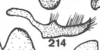 Stylus on Anisostylus elongatus (Fowler, 1895): (Observation).