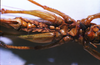 CollectionObject 1541578; 4ec5e813-051a-4db4-acba-5d0093d1f374: female ventral view. (CollectionObject).