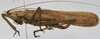 CollectionObject 1595890; 6ce3a762-5757-4649-b916-9c034e9af408: female, lateral view (syntype). (CollectionObject).