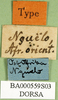 CollectionObject 1502247; cea25ec3-2d57-48a8-871d-64199fcc5806, DORSA BA000559S03: labels (syntype). (CollectionObject).