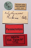 CollectionObject 1578629; 2ebc4c00-75e1-47a2-9145-2e3d084c518e: male, labels (paralectotype). (CollectionObject).