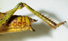 CollectionObject 1498671; c97a914b-ff0b-4ed8-9a97-1d4d3294415d: female abdomen tip, lateral view. (CollectionObject).