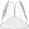 Subgenital plate: !! display not done !! on Jassargus (Jassargus) distinguendus (Flor, 1861): Subgenital plate. (Observation).