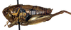 CollectionObject 1502693; e8d990a0-707f-4ee1-8659-00b8e7f400b1: male, lateral view (paratype). (CollectionObject).
