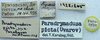 CollectionObject 1596957; 59e72474-a78e-459a-9776-e30d32d49a7c: labels (paratype). (CollectionObject).