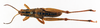 CollectionObject 1501027; 21f7e778-4953-471b-b38f-d5269e612431: male, dorsal view (holotype). (CollectionObject).