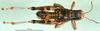 CollectionObject 1502042; 4c0374b3-e8fc-44ee-894a-c6b9628acd56: male, dorsal view (paratype). (CollectionObject).