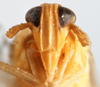 Head: !! display not done !! on Sogatella kolophon (Kirkaldy, 1907): (Observation).