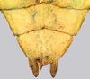CollectionObject 1591400; f83fe4c5-6344-4ab7-aae9-773e65d72403: copyright IMQC Montreal. female end of abdomen, dorsal view (holotype). (CollectionObject).