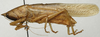 Lanista affinis Bolívar, 1906: male habitus, lateral view (lectotype). (Otu).