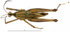 CollectionObject 1581844; dfb5258b-b321-451e-8717-c3e5f845235b: male, dorsal view (holotype). (CollectionObject).