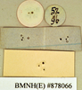 Epilampra sodalis Walker, 1868: Holotype, unsexed, labels, reverse. BMNH(E)#878066. (Otu).