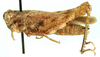 Eucoptacra exigua Bolívar, 1912: female, lateral view. (Otu).