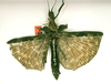 CollectionObject 1559594; f712c7b5-53a2-4254-92e0-6c51d7b26f74: copyright RMNH, Leiden. female Loxopsis conocephala (holotype). (CollectionObject).