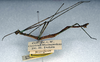 Antongilia pungens Redtenbacher, 1906: copyright NMW. male, lateral view (holotype). (Otu).