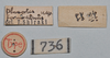 CollectionObject 1561182; ca722f59-5ae0-4d4f-8225-88a048e4085c: copyright NTUC. male, data labels 2 [reversed as applicable] (syntype). (CollectionObject).;CollectionObject 1561183; 82a3663e-d3c8-40f6-994b-015a810d7a76: copyright NTUC. male, data labels 2 [reversed as applicable] (syntype). (CollectionObject).
