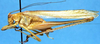 CollectionObject 1499314; de8f38a2-d497-455e-abca-14315bf1fb17: male, lateral view (holotype). (CollectionObject).