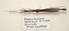 CollectionObject 1591070; b3d63005-3253-48c8-b90b-c15355ad70b6: copyright MBBJ Bogor. male, ventral view (holotype). (CollectionObject).