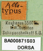 CollectionObject 1502769; cfa7a2d4-60ad-4f33-8d23-bece9d168831: labels (allotyoe). (CollectionObject).